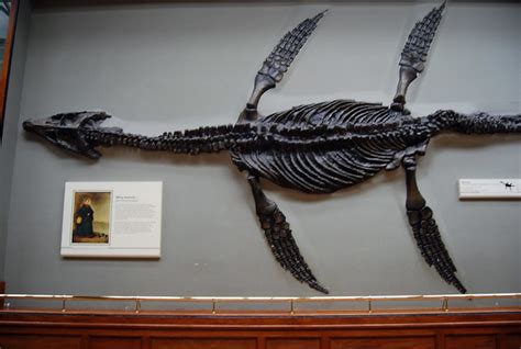 The first plesiosaur fossil found by Mary Anning in 1821 i… | Flickr - Photo Sharing!