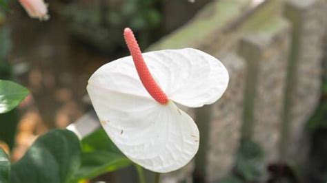 Anthurium Meaning And Symbolism — The Anthurium Flower