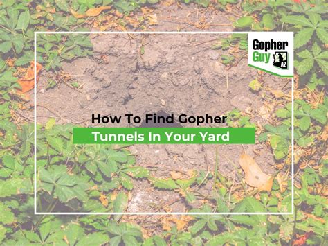 How To Find Gopher Tunnels In Your Yard