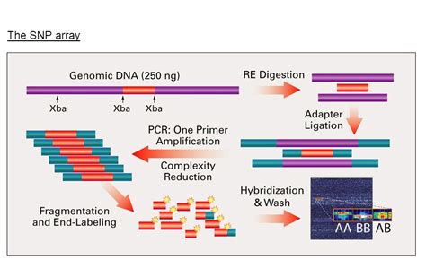 SNP Microarray Services_Sequencing and Chip Technology_Custom Services_Leading Biology Inc.