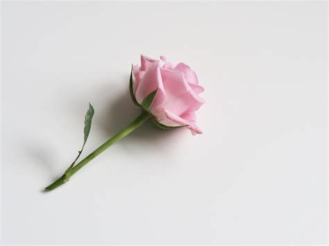 Single Rose Wallpapers - Top Free Single Rose Backgrounds - WallpaperAccess