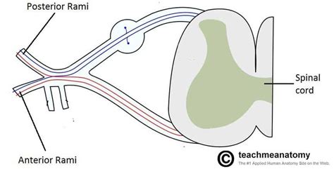 The Cervical Plexus - Spinal nerves - Branches - TeachMeAnatomy