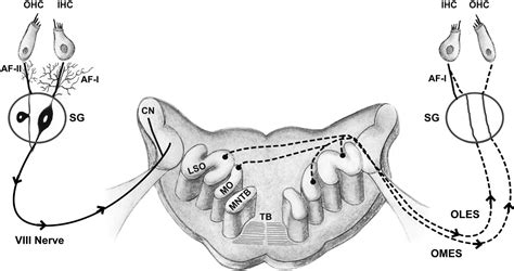 The Cochlear Spiral Ganglion Neurons: The Auditory Portion of the VIII ...