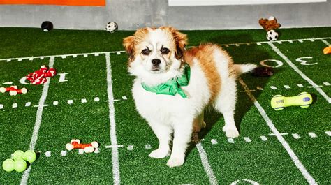 Inside the Adorable Mayhem of the Puppy Bowl