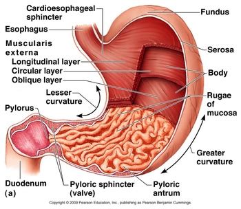 STEP THREE OF THE DIGESTIVE SYSTEM - the human digestive system