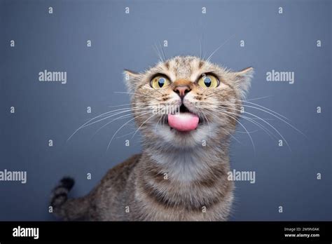 silly cat making funny face sticking out tongue on gray background with ...