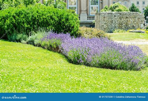 Lavender bushes stock photo. Image of blossom, garden - 31737230