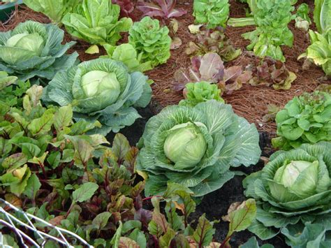 The Garden for Eatin'--for Practical Vegetable Gardening: Vegetable Garden View--Florida Garden