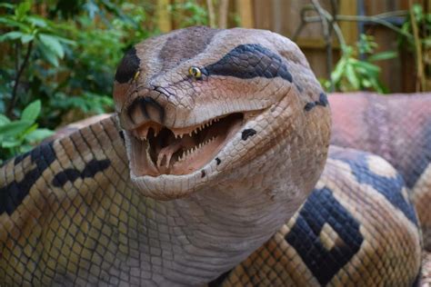 Discover the World's Most Colossal Anaconda (33-Foot-Long)