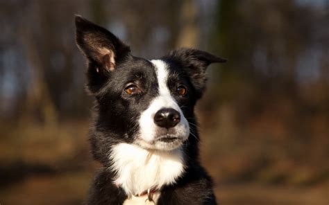 Black and white Border Collie puppy HD wallpaper | Wallpaper Flare