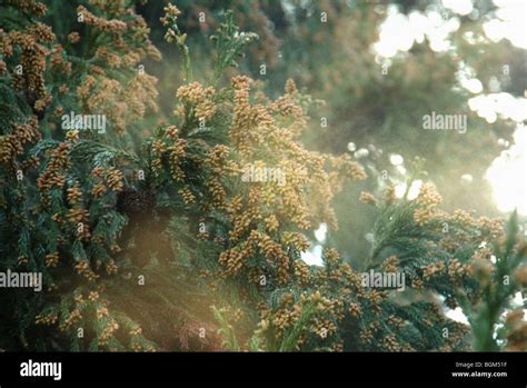 Cedar pollen Stock Photo - Alamy