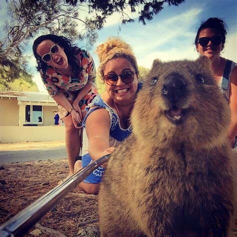 Quokka Selfies | POPSUGAR Tech