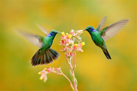 ¿Quieres ver colibríes en tu jardín o tu ventana? 14 plantas para ...