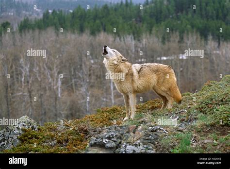 Tundra Wolf Howling Canis lupus albus Kalispell Montana Stock Photo - Alamy