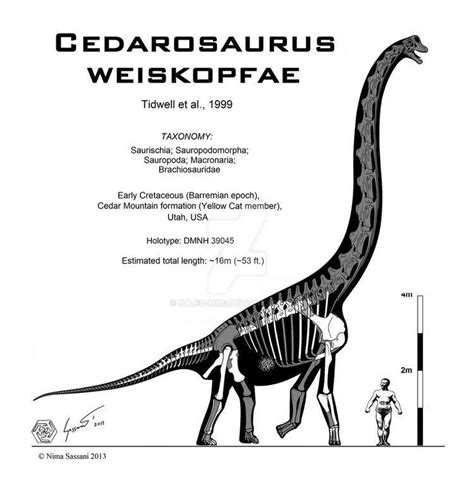 Cedarosaurus - Alchetron, The Free Social Encyclopedia