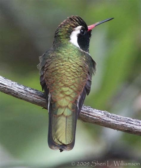 Huachuca Mountains and San Pedro River | Southeastern Arizona Bird Observatory