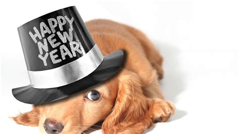 12 Dogs In New Year's Eve Hats Who Are Literally Our Spirit Animals