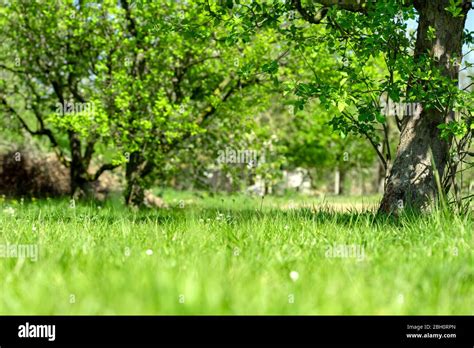 green grass with blurred tree park background with sunlight Stock Photo ...