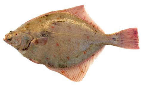 Fish Plaice Free Photo Download | FreeImages