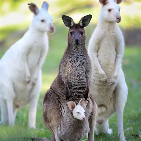 White baby kangaroo takes after her albino dad: the baby is welcomed and loved