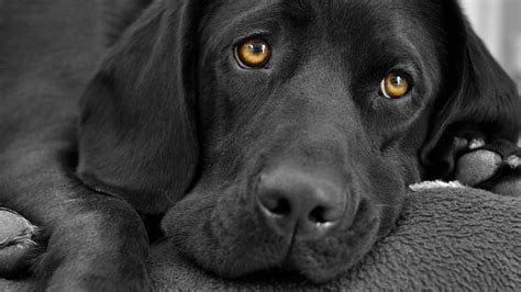 Black Labrador Wallpapers - Top Free Black Labrador Backgrounds ...