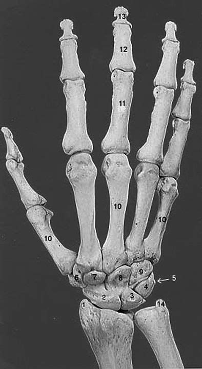 photo of finger bones | Anatomy art, Skeleton drawings, Bone drawing