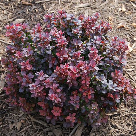 Concorde® Barberry | Vanstone Nurseries