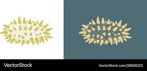 Sea cucumber Royalty Free Vector Image - VectorStock