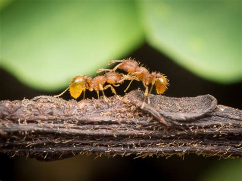 Identifying Little Fire Ants | Hawaii Ant Lab - Hawaii Ant Lab