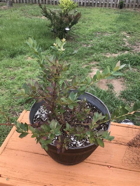 Blueberry bush leaves turning red : r/plantclinic