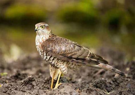 Sparrowhawk | Bird Identification Guide | Bird Spot