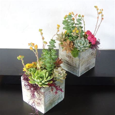 Cactus Arrangements For Sale [#1 Cacti Delivery Boutique] | Succulent ...