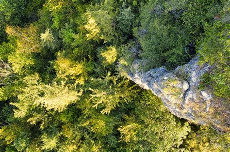 Birds Eye View Of Tree Canopies in the Forest · Free Stock Photo