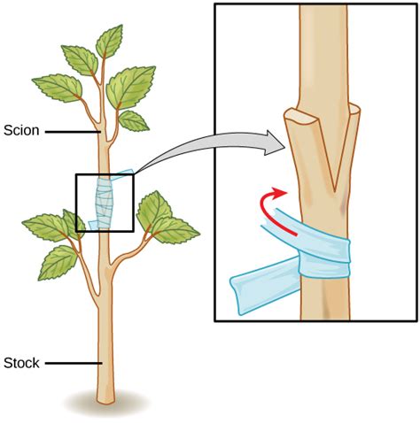 Asexual Reproduction in Plants | Biology for Majors II