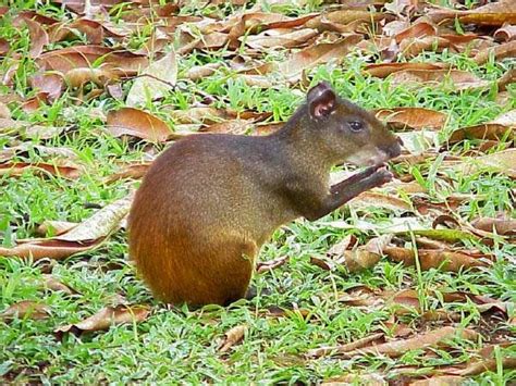 Agouti Animals | Amazing Facts & Latest Pictures | The Wildlife