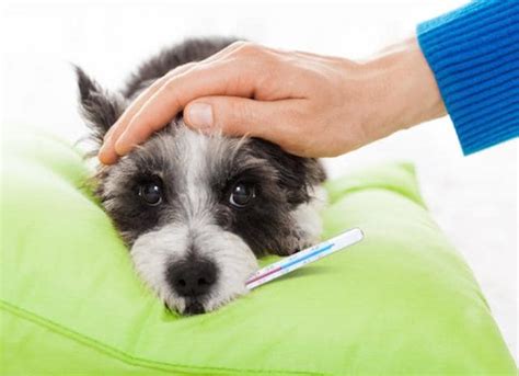 Dog Fever Symptoms | PetMD