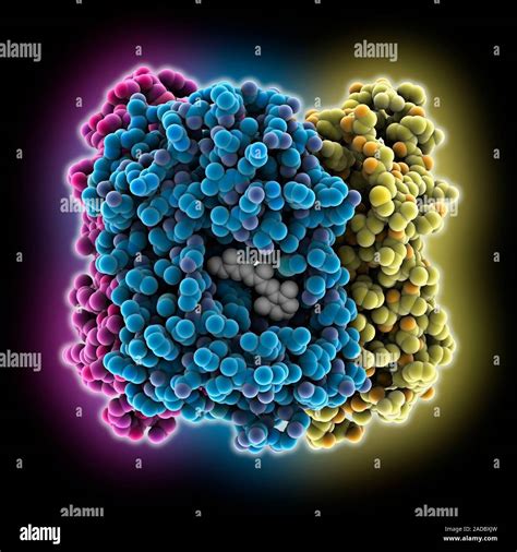 Bacteriorhodopsin molecule. Computer model showing the structure of ...