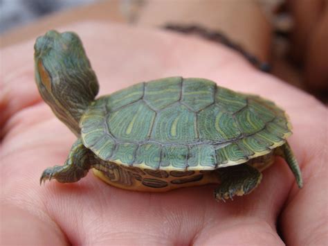 Pet Turtles That Stay Small and Look Cute Forever - Pet Ponder