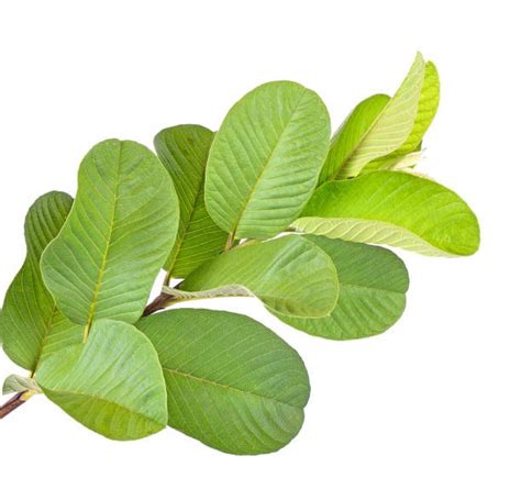 Guava Leaf Extract, Packaging Type: Box at Rs 400/kilogram in New Delhi | ID: 20563512488