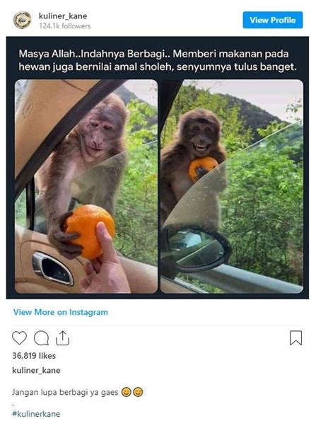 Monyet Senyum Setelah Diberi Jeruk, Bikin Netizen Gemas