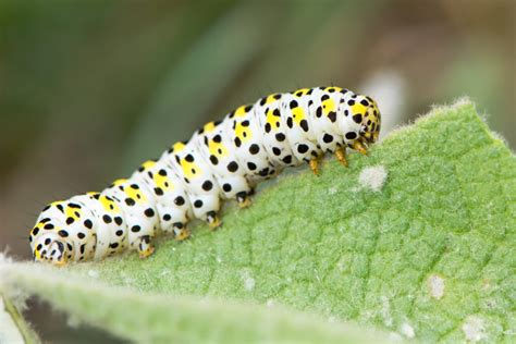 How Many Legs Do Caterpillars Have? 6 Interesting Facts About ...