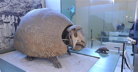 Glyptodonts: Armadillo Ancestors | AMNH