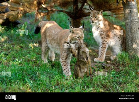 Lynx with prey - fawn of roe deer (Lynx lynx) Lynx boréal Stock Photo - Alamy