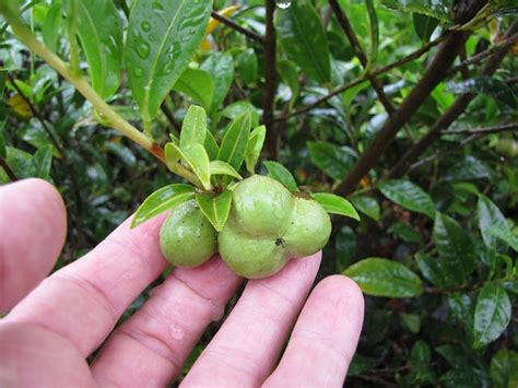 Camellia sinensis (Assam Tea, Tea Camellia, Tea Plant, Tea Tree ...