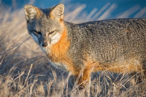 Island Fox Monitoring (U.S. National Park Service)