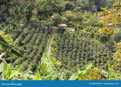 Coffee Plantation. Salento. Quindio Department. Colombia Stock Image - Image of salento ...