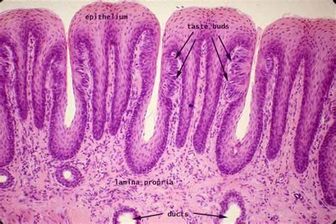 Histology at SIU