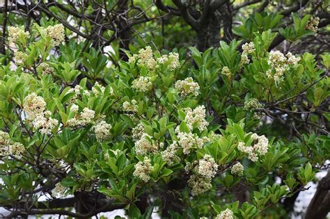 Growing a Sweet Viburnum Hedge in Australia (Viburnum odoratissimum ...