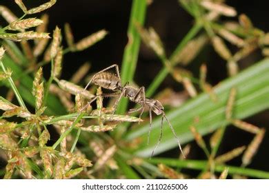 813 Ant mimicking spider Images, Stock Photos & Vectors | Shutterstock