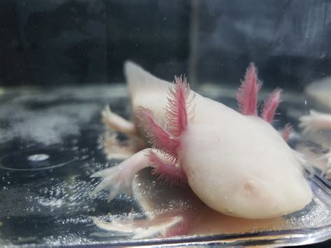 White - Axolotl Traits - Morphpedia